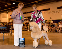 Standard Poodle #30 Sat BOW