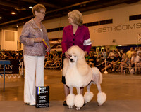 Standard Poodle #36 Sat BOV