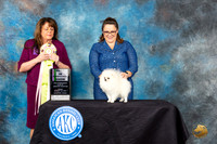 Pomeranian #21 Fri 2 BISweeps Judge Michele Lyons