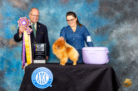 Pomeranian #25 Fri 2 BOB Judge John Constantine-Amodei