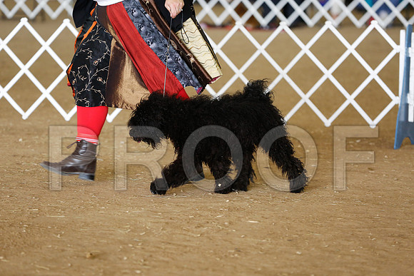 Puli-7402-HstnNov13-HR