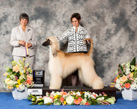 Afghan Hound #7 Sat BOB