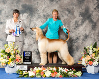Afghan Hound #16 Sat BOW Maj