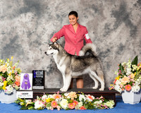 Alaskan Malamute #16 Fri WB Maj RESHOOT