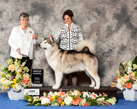 Alaskan Malamute #5 Sat G4