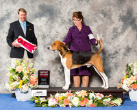American Fox Hound #15 Sat G2