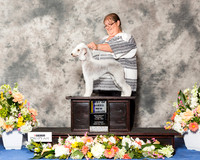 Bedlington Terrier #6 Sat BOB NC Maj +J Randy Gerran