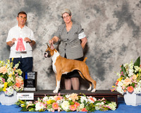 Boxer #24 Sat BB G1