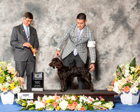 Boykin Spaniel #8 Sat BOB