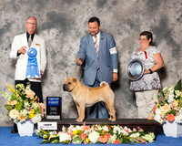 Chinese Shar Pei #12 Sat G1