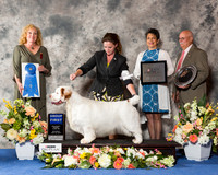 Clumber Spaniel #9 Sat G1