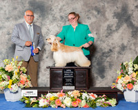 Cocker Spaniel ASCOB #7 Sat BOW NC