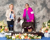 Colored Bull Terrier #15 Sat BOW