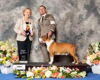 Colored Bull Terrier #5 Sat BOV