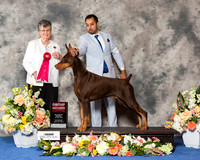 Doberman Pinscher #29 Sat G2