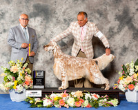 English Setter #5 Sat BOB