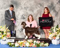 English Springer Spaniel #7 Sat WD NC