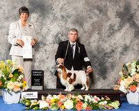English Toy Spaniel #5 Sat G4