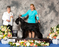 Giant Schnauzer #16 Sat BOB