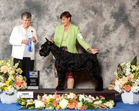 Giant Schnauzer #6 Sat BOW Maj