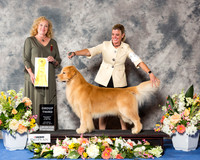 Golden Retriever #21 Sat G3