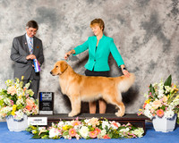 Golden Retriever #39 Sat BOW Maj