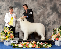 Great Pyrenees #5 Sat G3