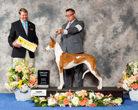 Ibizan Hound #6 Sat G3