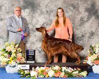 Irish Setter #10 Sat WB