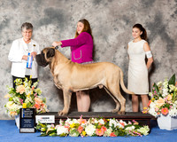Mastiff #19 Sat BOW NC Maj