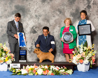 Norfolk Terrier #9 Sat G1