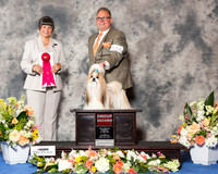 Shih Tzu #11 Sat G2