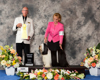 Tibetan Terrier #5 Sat G3