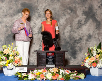 Toy Poodle #6 Sat BOS