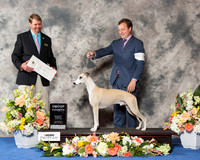 Whippet #9 Sat G4