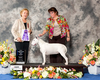 White Bull Terrier #12 Sat WB NC Maj