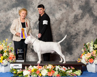White Bull Terrier #5 Sat BOV