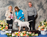 White Bull Terrier #8 Sat BOS Maj
