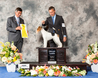 Wire Fox Terrier #20 Sat G3