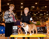 Bulldog #11 Sun SD