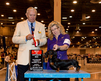 Miniature Dachshund #23 Sun BOS