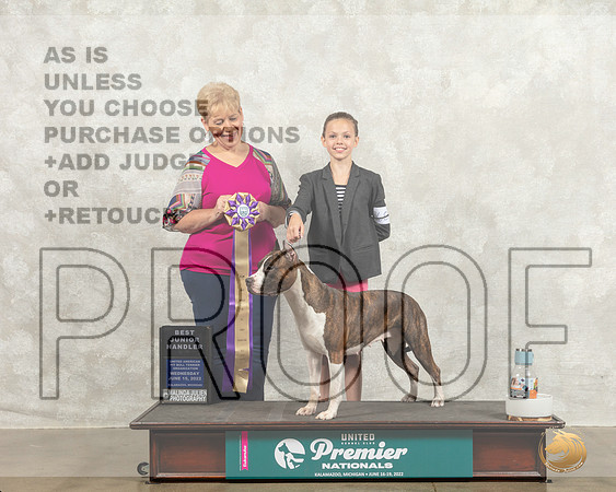 American Pit Bull Terrier #301 Wed BJr Judge Sue Phillips_MMJ_6745_Premier_2022_HR3