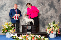 French Bulldog #24 Sat BOS Maj