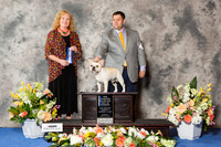 French Bulldog #23 Sun BOW NC Maj