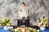 Pomeranian #11 Sat WD NC +J Dennis McCoy