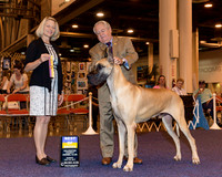 Great Dane #5 Sun BOB