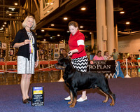 Rottweiler #31 Sun BOB