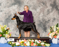 Doberman Pinscher #40 Sun CUSTOM