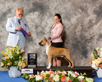 American Staffordshire Terrier #9 Sun WD Maj