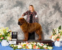 Tibetan Mastiff #5 Sun BOB